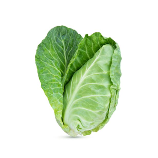 KAPUSNICE ZELJE KONIČASTO 6 KOS