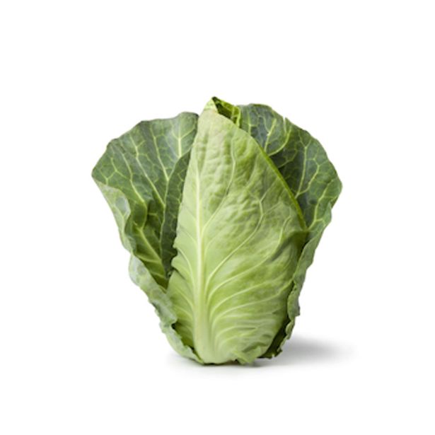 KAPUSNICE ZELJE KONIČASTO L10 CM