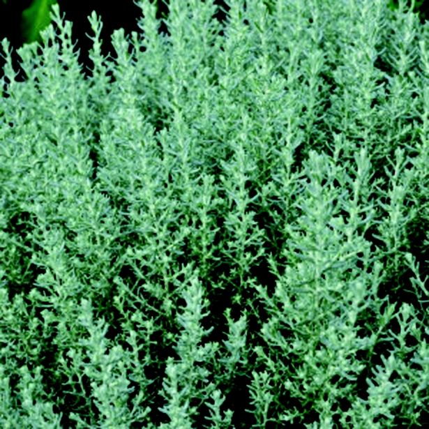 KARIJ VOLMARY PRITLIKAVI CURRY L12