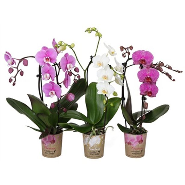 ORHIDEJA KASKADNA L9