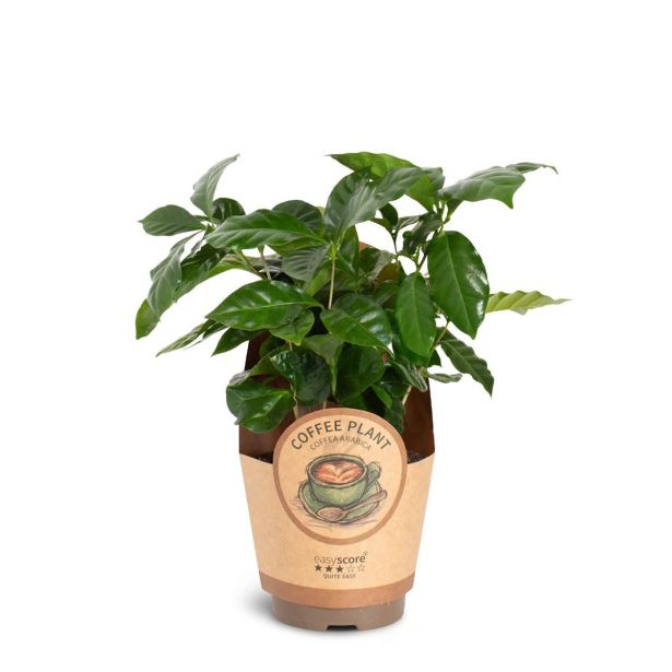 KAVA COFFEA ARABICA L11 CM