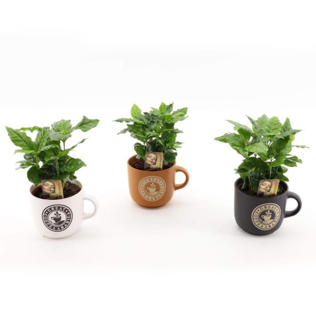 KAVA COFFEA ARABICA V OKRASNEM LONČKU L12 CM