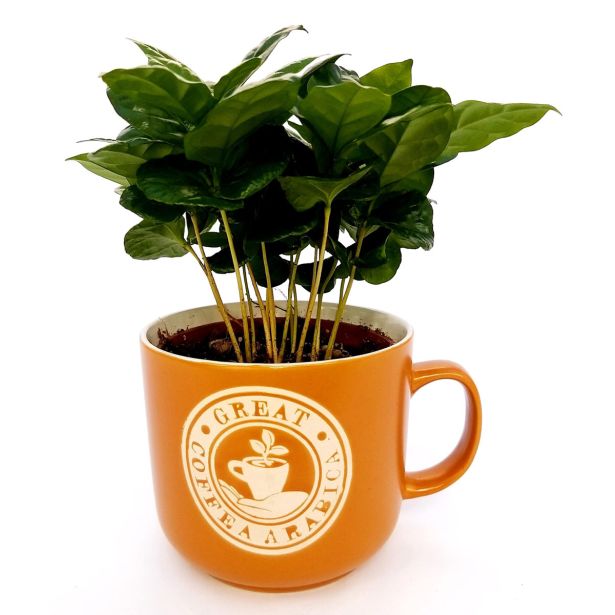 KAVA COFFEA ARABICA V OKRASNEM LONČKU L12 CM