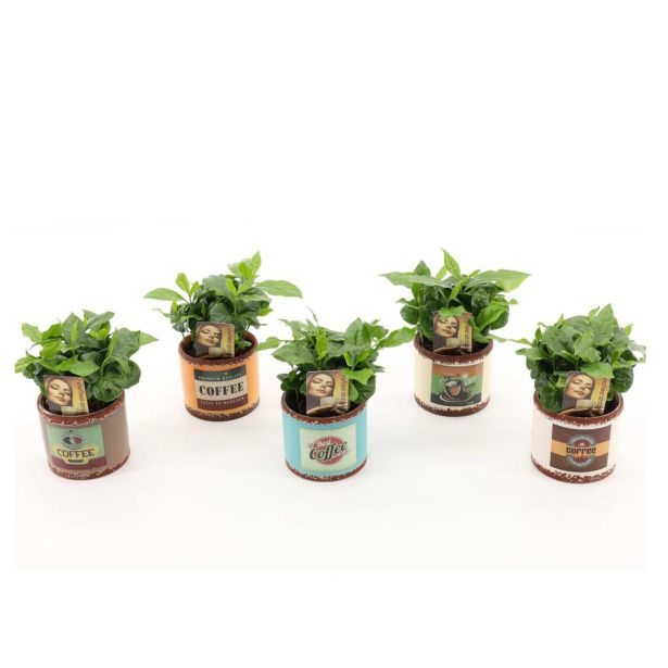 KAVA COFFEA ARABICA V OKRASNEM LONČKU L9 CM