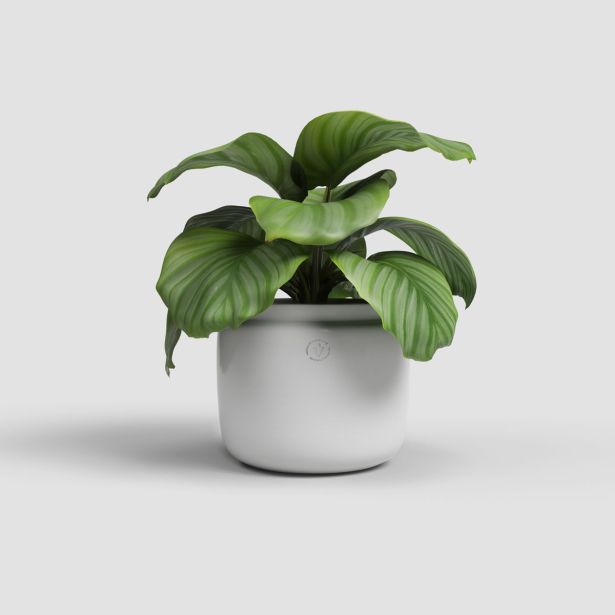 KERAMIČNI NOTRANJI LONEC ARTEVASI ASTREA 20 CM BEL