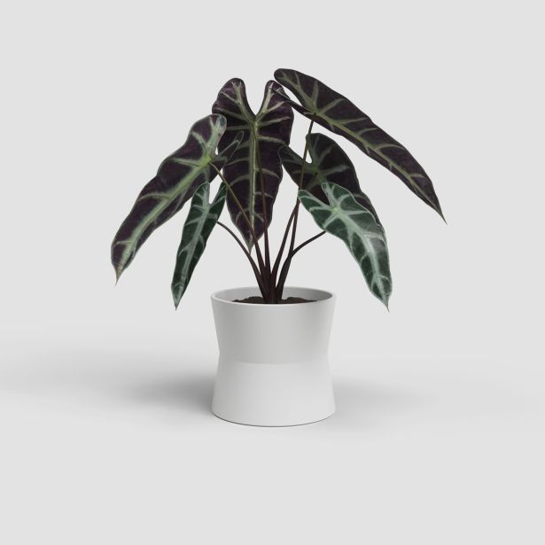 KERAMIČNI NOTRANJI LONEC ARTEVASI DIANA 11 CM BEL