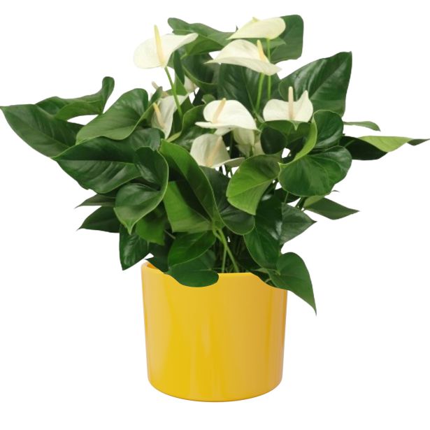 KERAMIČNI NOTRANJI LONEC EVA 150 RUMEN GLOSS 150X131 MM ZA L13 ALI 14