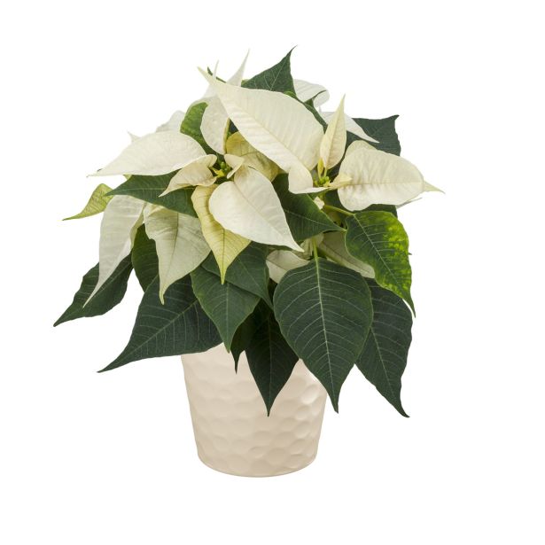 KERAMIČNI NOTRANJI LONEC LINDA 130 SMETANA PEARL 136X118 MM ZA L11 ALI 12