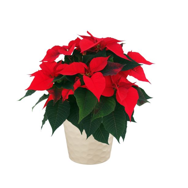 KERAMIČNI NOTRANJI LONEC LINDA 130 SMETANA PEARL 136X118 MM ZA L11 ALI 12