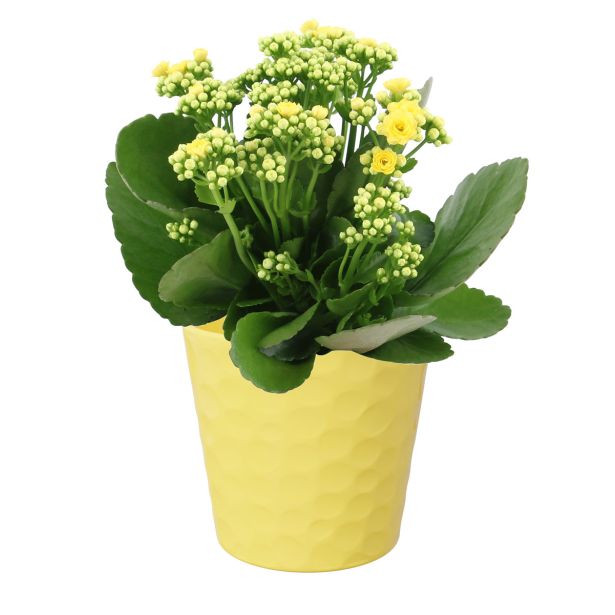 KERAMIČNI NOTRANJI LONEC LINDA 134 RUMEN GLOSS 134X127 ZA L11 ALI 12