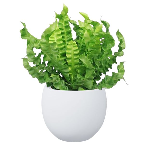 KERAMIČNI NOTRANJI LONEC LISA 130 BEL GLOSS 153X121 MM ZA L11 ALI 12