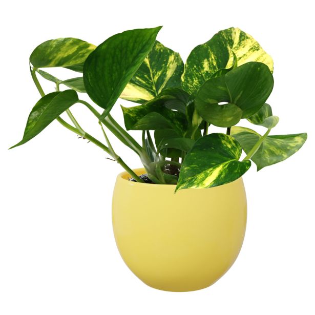 KERAMIČNI NOTRANJI LONEC LISA 130 LIMONA GLOSS 153X121 MM ZA L11 ALI 12