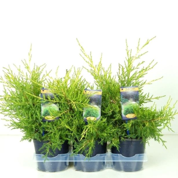 IGLAVEC KITAJSKI BRIN KURIWAO GOLD L15