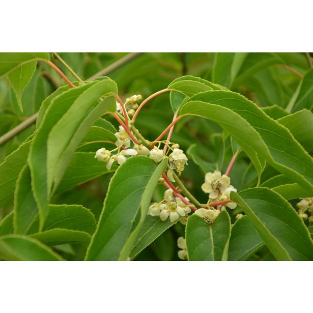 KIVI ACTINIDIA CORNELLI L11X11