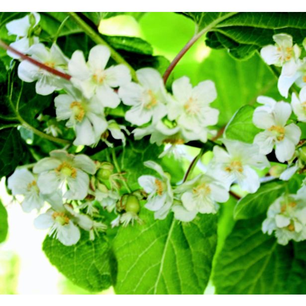 SADNO DREVO KIVI ACTINIDIA TESTOLIN OPRAŠEVALEC