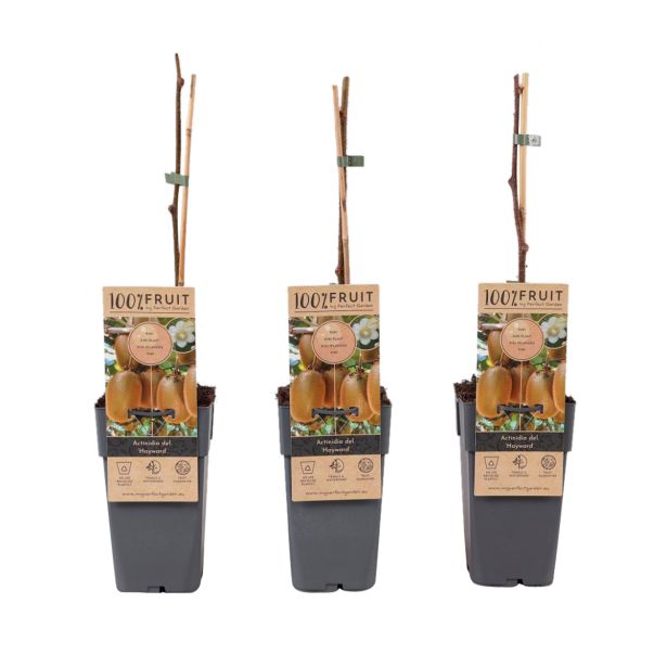 KIVI HAYWARD ŽENSKA RASTLINA L 2L