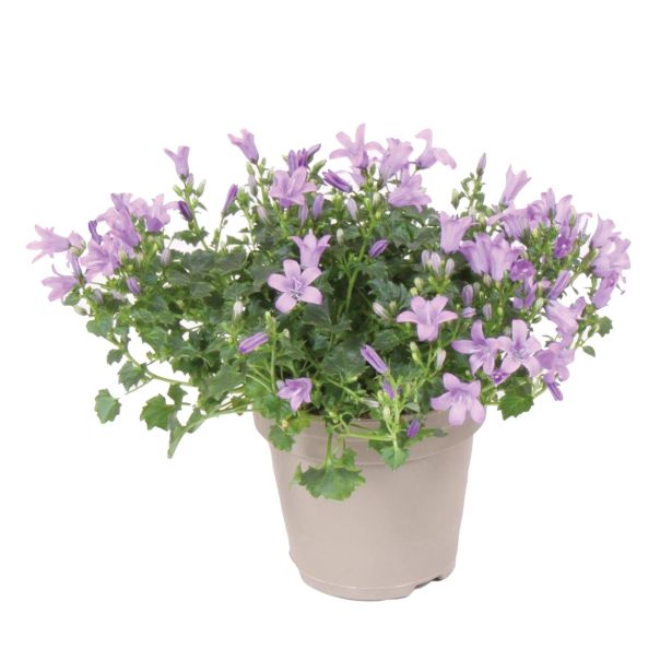 ZVONČNICA KLOBUČASTA CAMPANULA LONČEK L10.5