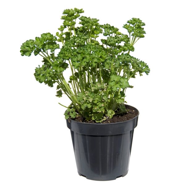 PETERŠILJ KODROLISTNI L14