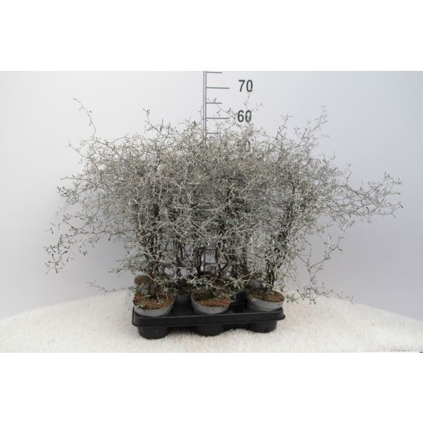 MIX JESENSKIH RASTLIN KOROKIJA L11