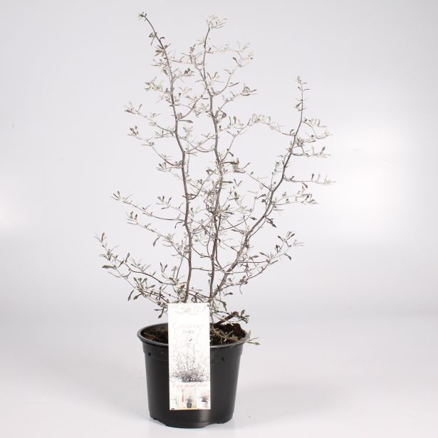 MIX JESENSKIH RASTLIN KOROKIJA L11