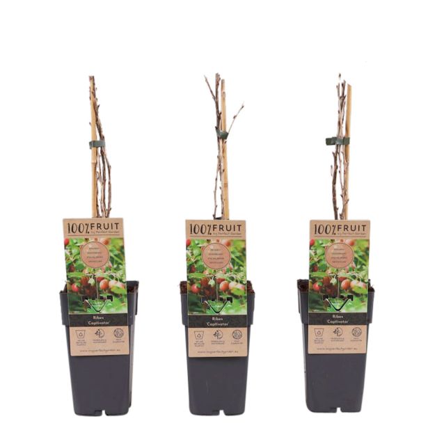 KOSMULJA CAPTIVATOR L2 L