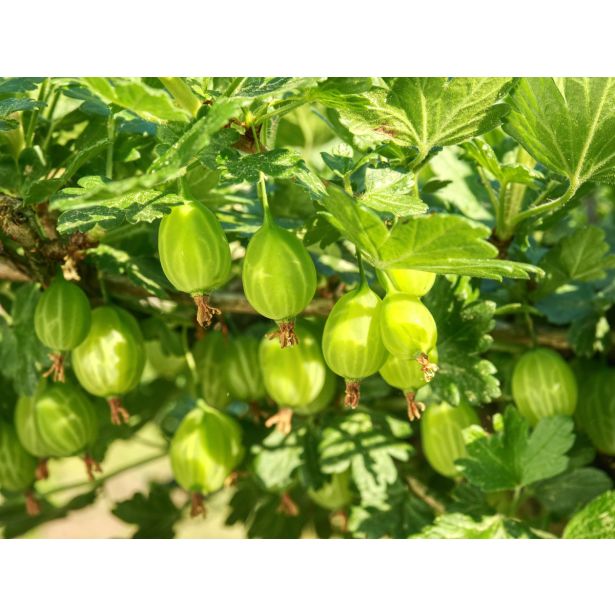 KOSMULJA WHITE SMITH L11