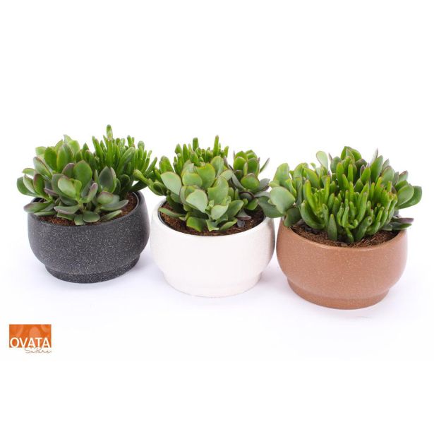 SUKULENT V OKRASNI POSODI CHENNAI L15 CM