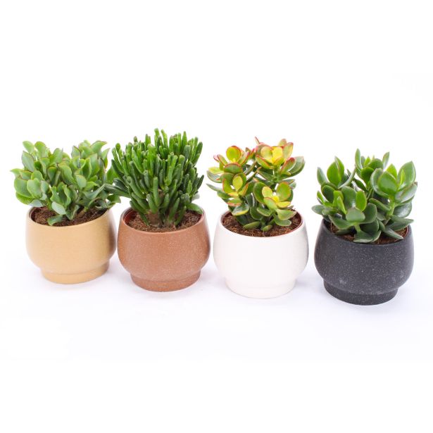 SUKULENT V OKRASNI POSODI DELHI L14 CM