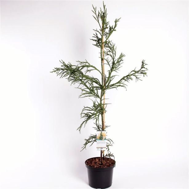 IGLAVEC KRIPTOMERIJA RASEN L23