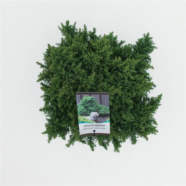 IGLAVEC KRIPTOMERIJA YOKOHAMA L19