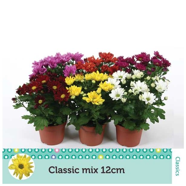 KRIZANTEMA CHRYSANTHEMUM CLASSIC MIX L12