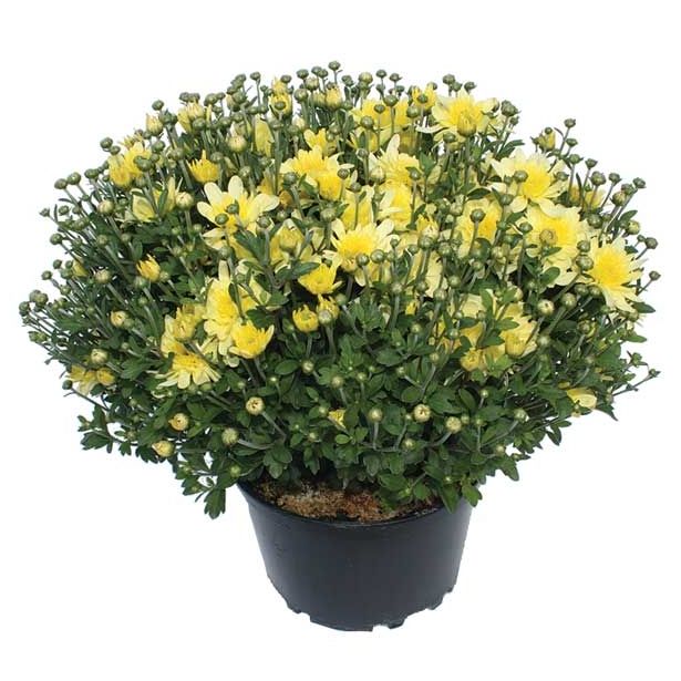 KRIZANTEMA MNOGOCVETNA L20