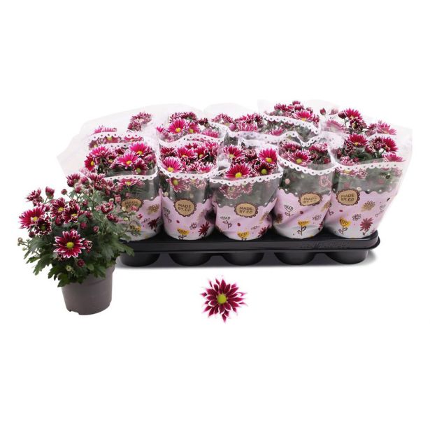 KRIZANTEMA DVOJEN CVET CIAO L12 CM