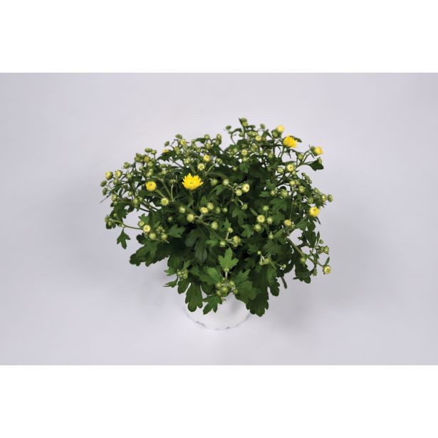 KRIZANTEMA KRIZANTEMA L12