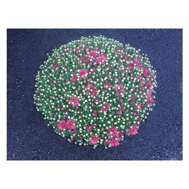 KRIZANTEMA MNOGOCVETNA PREMER 60 CM