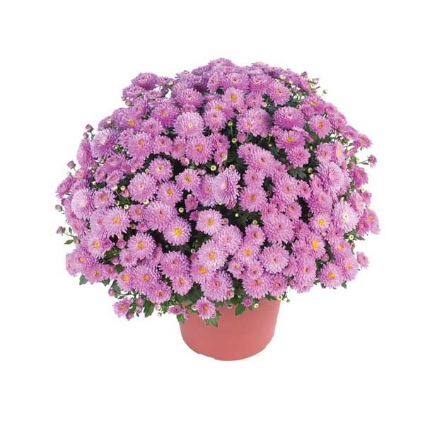 KRIZANTEMA MNOGOCVETNA PREMER 60 CM