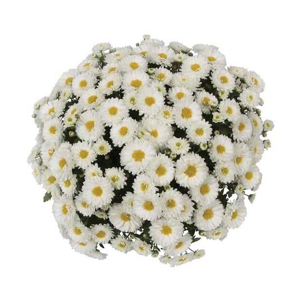 KRIZANTEMA MNOGOCVETNA PREMER 60 CM