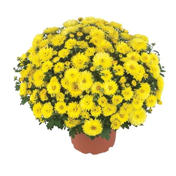 KRIZANTEMA MNOGOCVETNA PREMER 60 CM