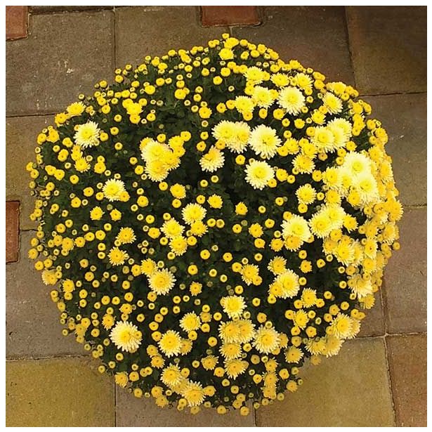 KRIZANTEMA MNOGOCVETNA PREMER 60 CM