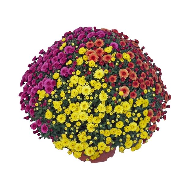 KRIZANTEMA MNOGOCVETNA TRIX SKLEDA L27