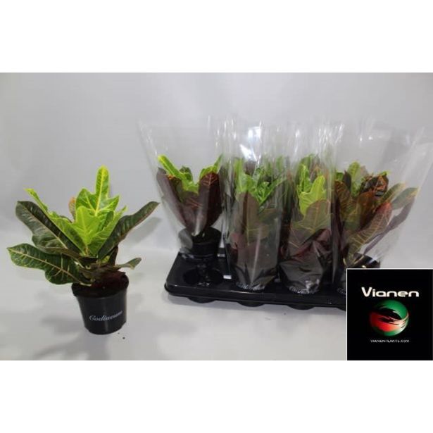 KROTON EXCELLENT L13