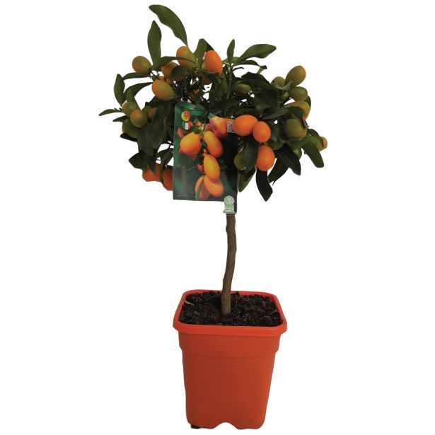 SADNO DREVO KUMKVAT L20 VIŠ 75CM