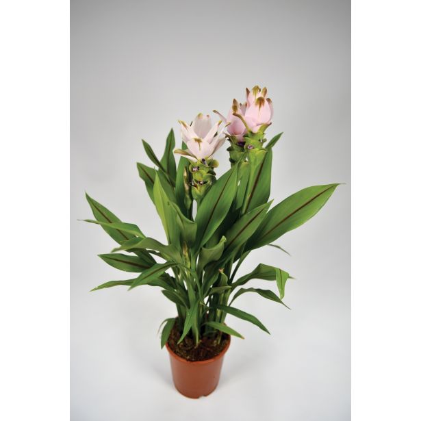 KURKUMA MIX L15 VIŠ 55 CM