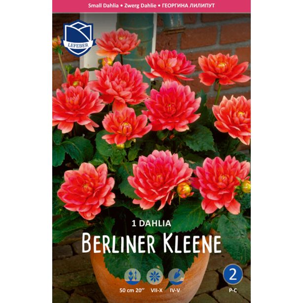 L DALIJA BERLINER KLEENE