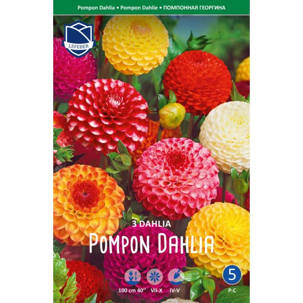 L DALIJA POMPON MEŠANICA BARV