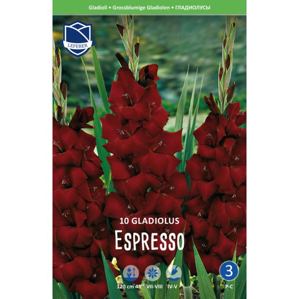 L GLADIOLA ESPRESSO'