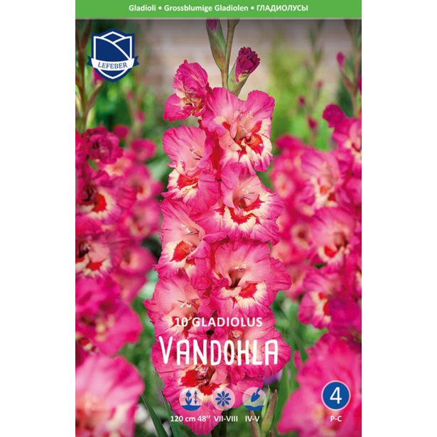 L GLADIOLA VANDOHLA