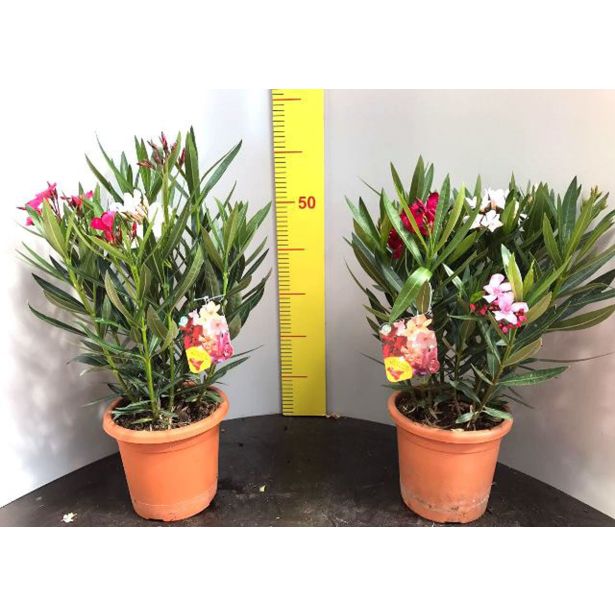 OLEANDER L18 L18