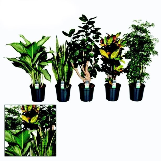 MIX ZELENIH RASTLIN L24