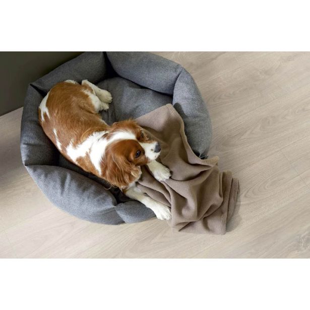 LAMINAT, 10MM, 32. RAZRED EGGER HOME CLASSIC HRAST PLAIN SREBRNI EHL116